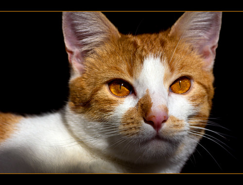 Ramses and his amber eyes by FocusPocus Photography