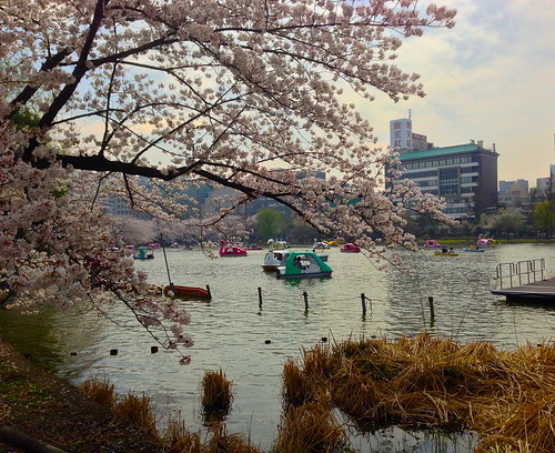 Tokyo's Ueno Park Cherry Blossom Amazingness
