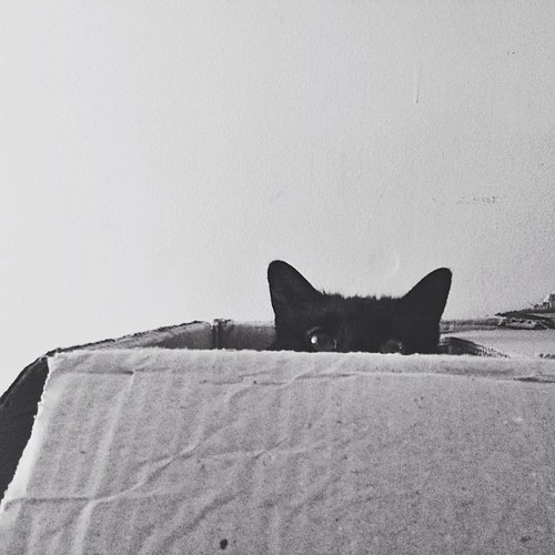 Always watching.… #pictapgo #vscocam #cat #blackcat #catinabox by bford13