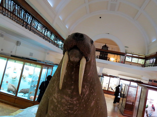 Walrus, front