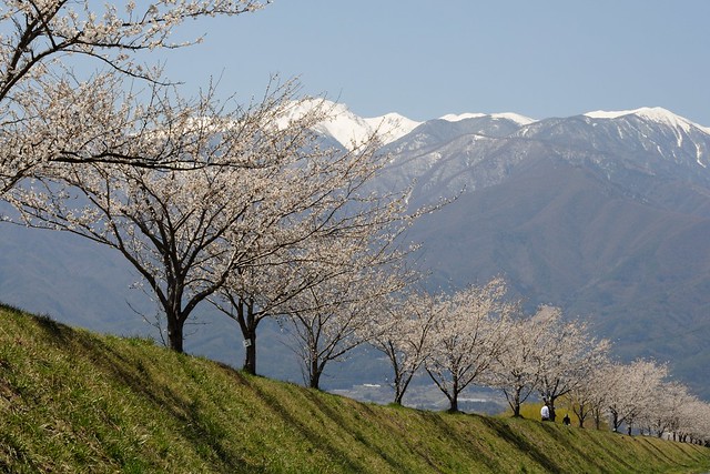 三峰川河川敷の桜並木
