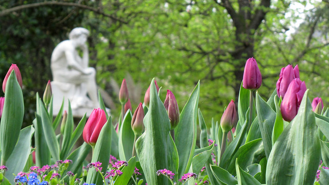 Tulips in Luxembourg Gardens