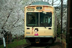 京都・滋賀　桜 in 2013