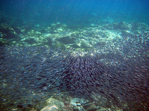 huge school of fish