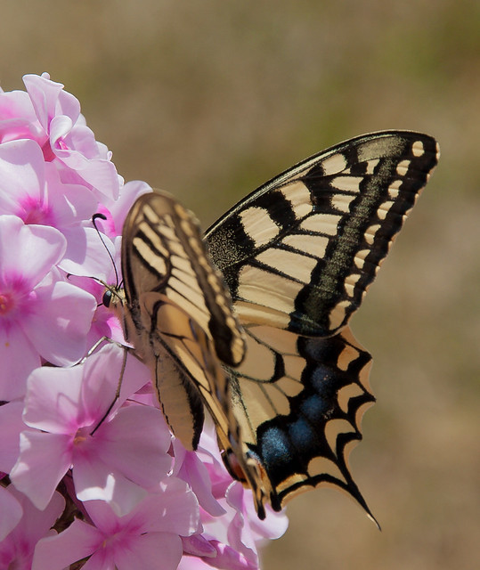 Andrew Hayes - Papilio Machaon (Swallowtail feeding on Phlox)