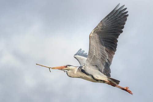 in flight The Grey Heron (Ardea cinerea by michael.jh