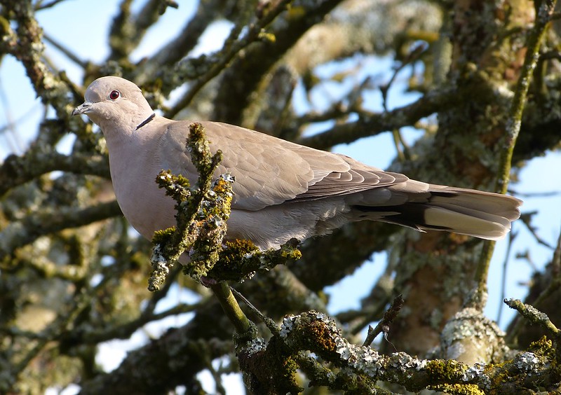 P1040567 - Collared Dove, Garden