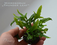 Microsorum "Thunder Leaf"
