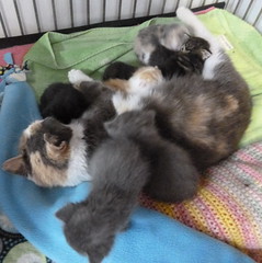 Kitty Q & Babies