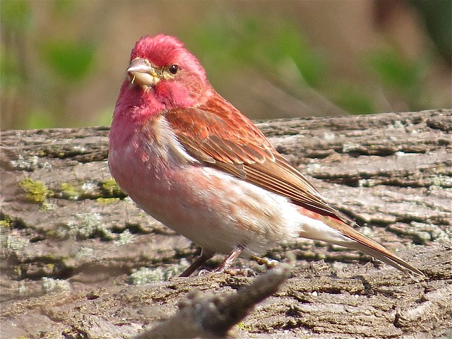 Purple Finch at Ewing Park in Bloomington, IL