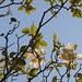 In the neighborhood…Magnolia grandiflora - 19