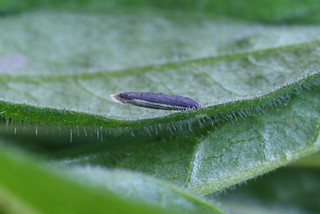 Coleophora paripennella