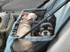 Itzl and Xoco Going Home