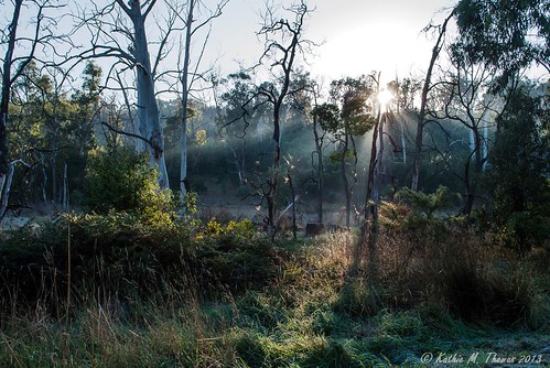 Misty morning at Birdsland Reserve