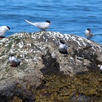 Arctic Terns - by Sea Kayaking Anglesey