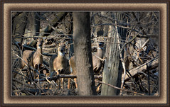 Deer 2013