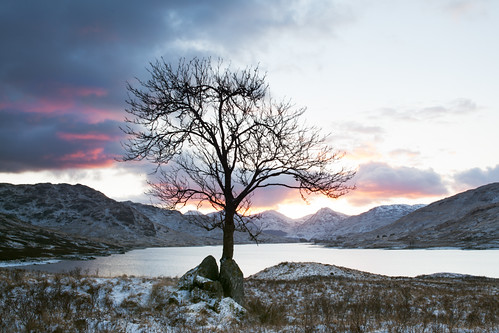 Arklet Tree - Sunset by svensl
