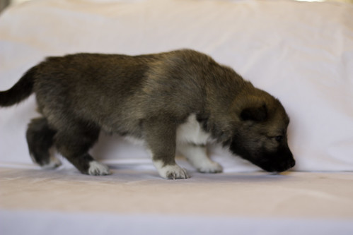 Ike-Kilbe-Pup5-Female(Day 22)-3
