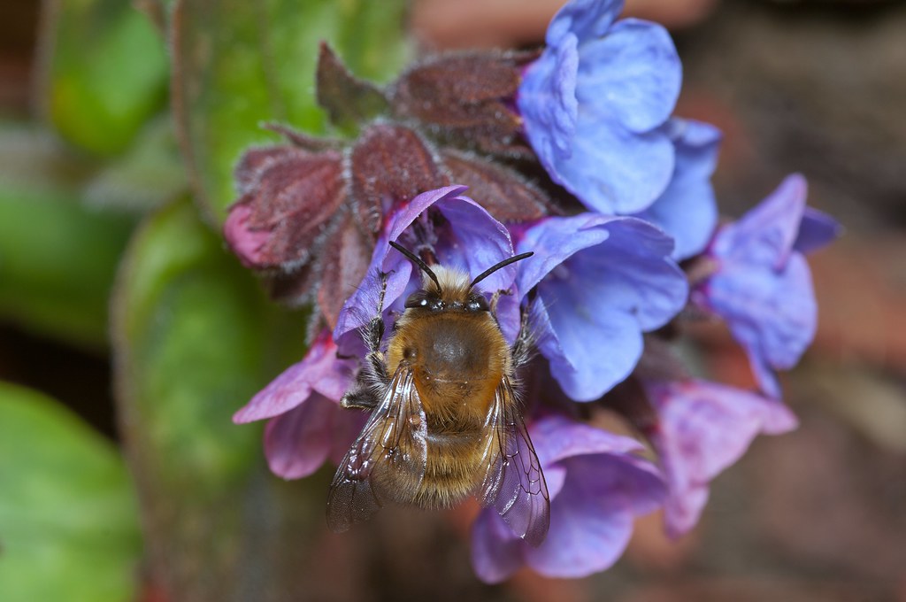 Hairy-footed Flower Bee (m)