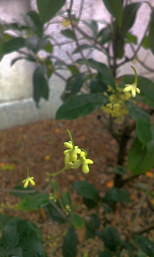 桂花 osmanthus