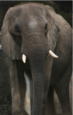 生物學家研究指出公象的象牙因人類的獵捕有變短的趨勢。林育綺攝