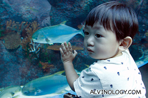 Asher checking out the fishes 