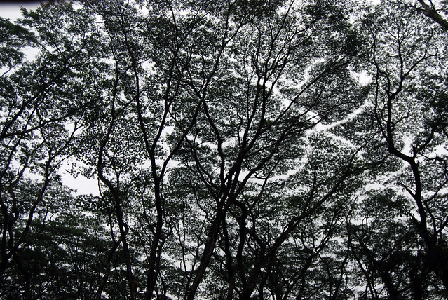Kaniahiku Trees