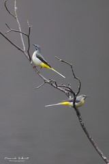 Bird - Oiseaux