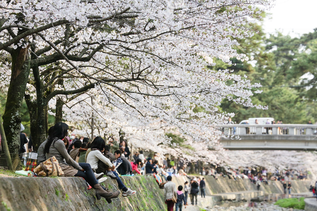 Стильные японцы под цветущей сакурой и сакура над рекой Nishinomiya-shi, Hyogo Prefecture, Japan, 0.002 sec (1/640), f/9.0, 229 mm, EF70-300mm f/4-5.6L IS USM