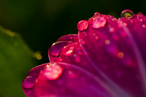 Raindrops on my petals