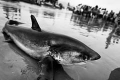 Shark slaughter (Ecuador)
