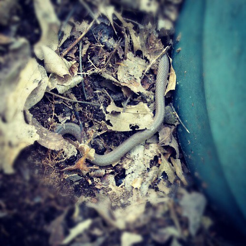 How can I keep working on the garden when that's the 3rd time I scared this poor little guy?! Guess it's break time :)