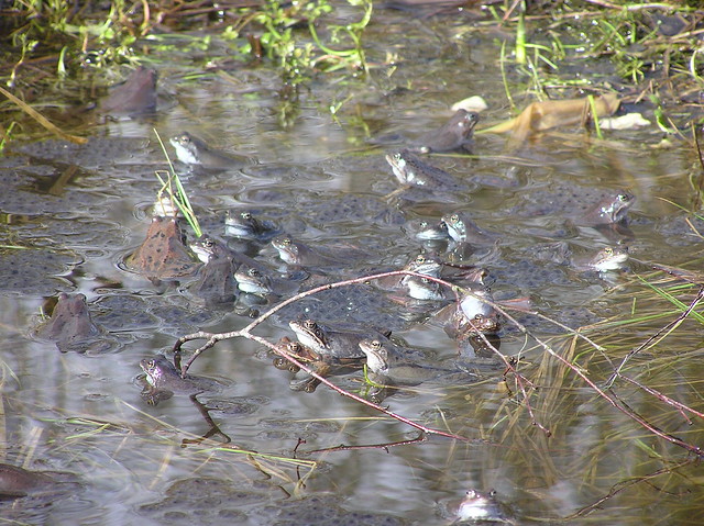 Spawning frogs