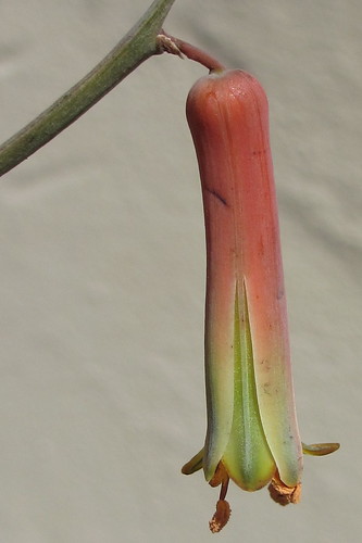 Aloe sp. Muidumbe - flower close-up by tonrulkens