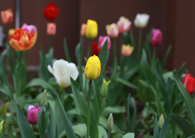 tulips, brooklyn