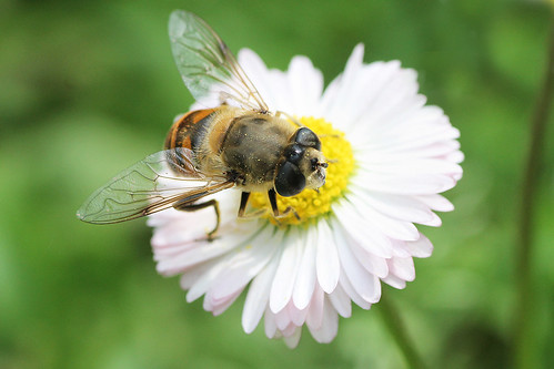 覓食的健康蜜蜂（圖片由SimonaDC提供）。