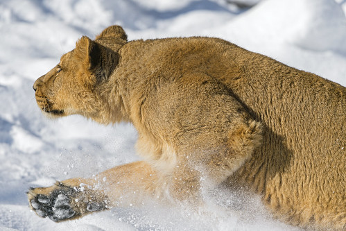 Lioness running in the snow by Tambako the Jaguar