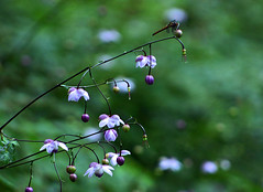 Aug. Wild flowers japonica 御岳山レンゲショウマなどの野草たち