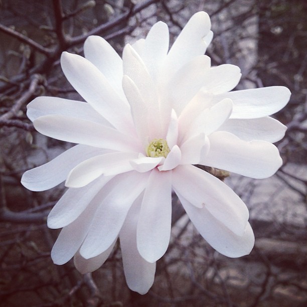 Love it when the magnolias start blooming 