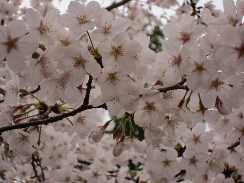 pretty blossoms