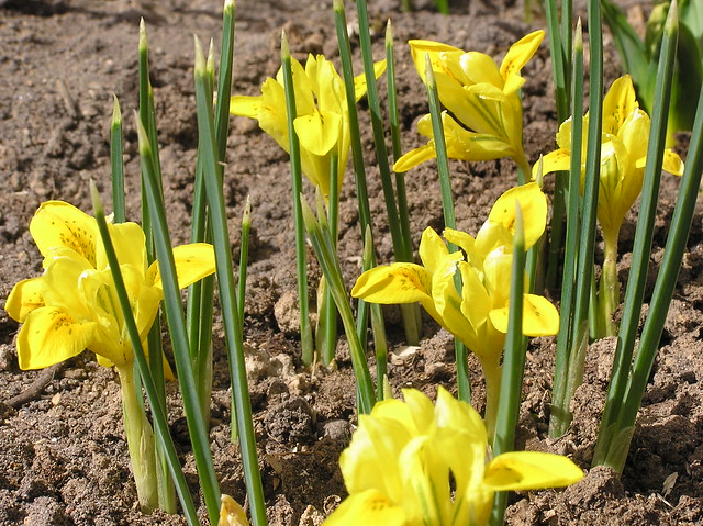Iris danfrodiae