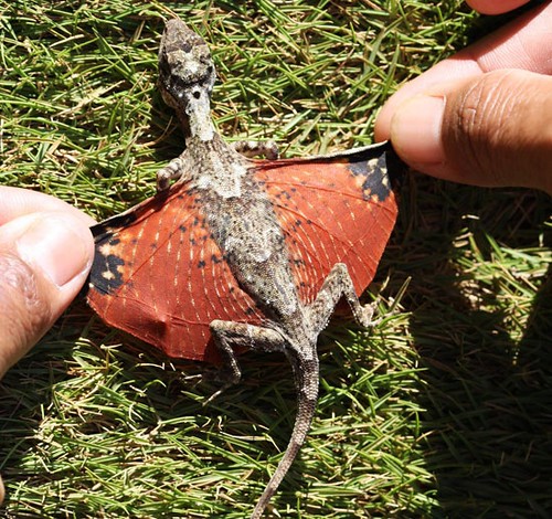 flying-tiny-dragon-lizard-avatar-photo001.jpg.644x0_q100_crop-smart