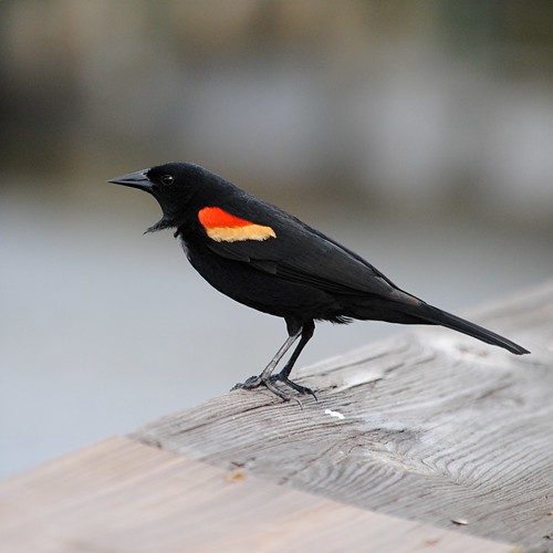 Red Winged Blackbird's black ruff sticks out from its body by jungle mama