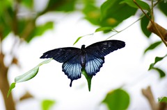 San Antonio Zoo - Butterfly Gardens