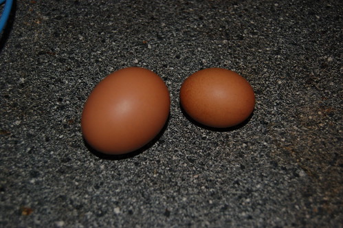 eggs Apr 13