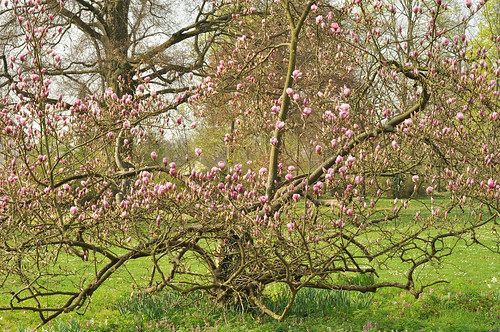 Magnolie Tulpenmagnolie Blüte blühen Schlosspark Neckarhausen April 2013