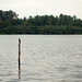 Bolgoda Lake - Sri Lanka