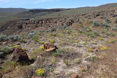 Ginkgo Petrified Forest State Park Backcountry