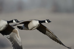 Geese-49050.jpg by Mully410 * Images