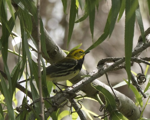 Black-throated Green Warbler - 2
